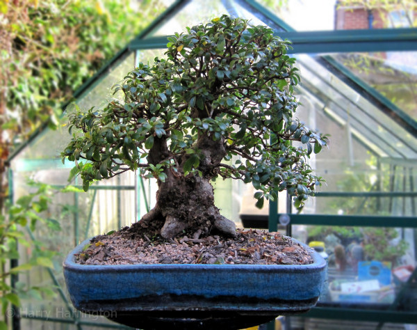 satsuki azalea bonsai